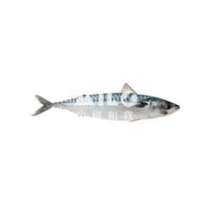 挪威鯖魚絞肉