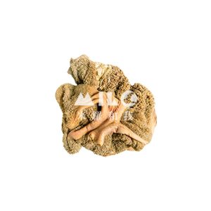 牛綠草胃