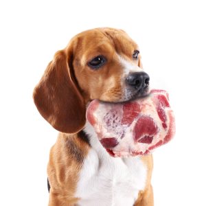 多肉肉 - 貪吃狗組